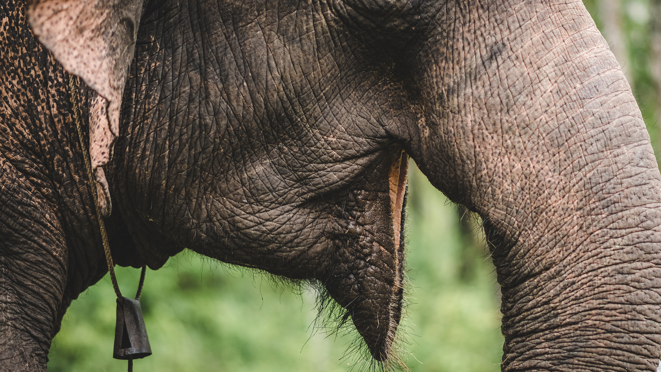 At Coolvoyage Phuket, we believe tourism must evolve. From consumption → to awareness From exploitation → to responsibility From passive travel → to conscious travel This page is not just a guide — it’s part of a wider vision for sustainable and ethical tourism in Phuket and beyo