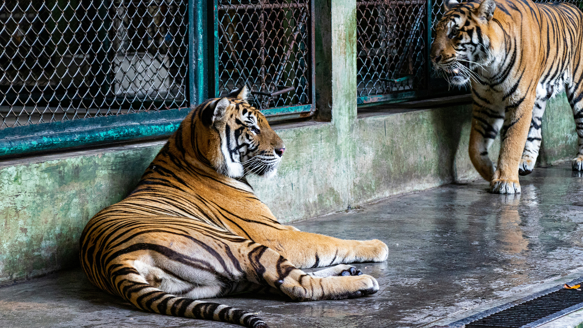 Tiger Tourism in Thailand: What You Should Know Before You Visit